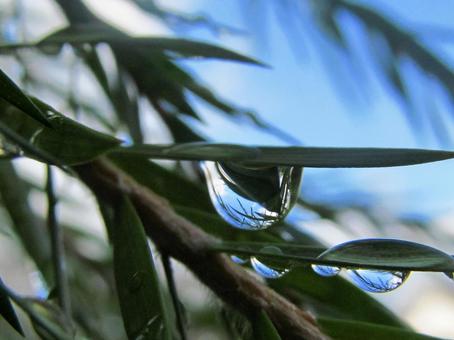 水滴と緑の葉と朝の光 水滴と緑の葉と朝の光 水滴,しずく,雨の写真素材