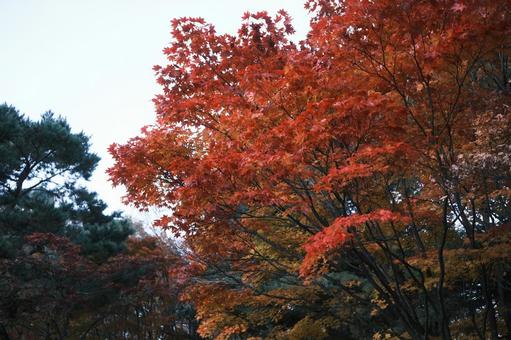 紅葉 秋のイメージ 紅葉 秋のイメージの写真