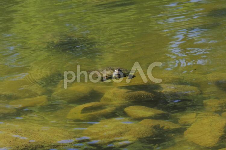 池の中の亀 池の中の亀 水中,泳ぐ,亀の写真素材