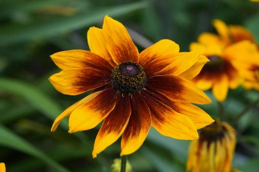 Photo, rudupekia, song liju, summer flowers, 