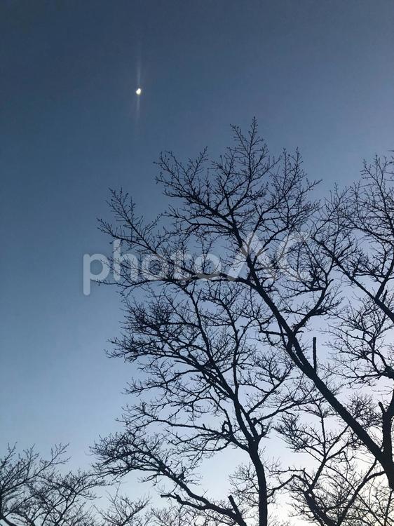 木と月明かり 月,明かり,木の写真素材