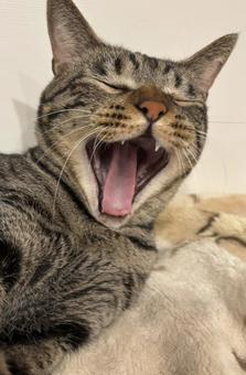 あくびする猫 猫,あくび,可愛いの写真素材