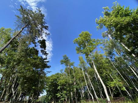 札幌市月寒公園の白樺の木々 札幌市月寒公園の白樺の木々 月寒公園,札幌市,札幌市豊平区美園の写真素材