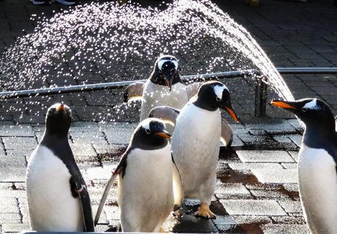 ペンギのお散歩 ペンギン,キングペンギン,歩くの写真素材