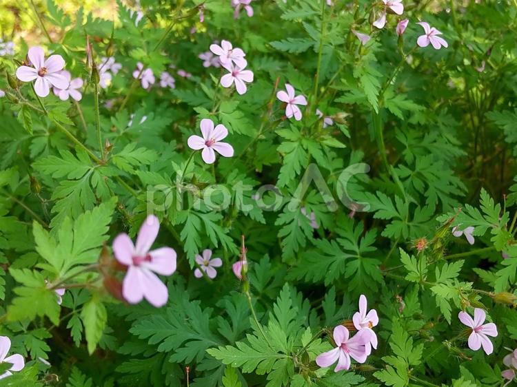 田舎の風景 自然,花,夏の写真素材
