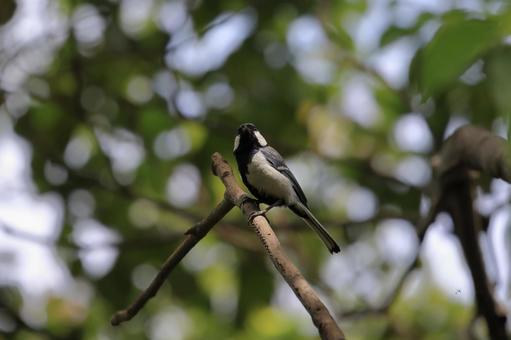 シジュウカラ シジュウカラ,野鳥,鳥の写真素材