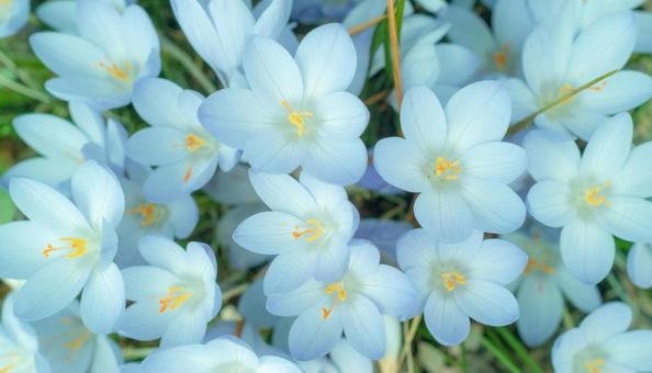 秋の花 サフラン 10月 11月 秋の花 サフラン 10月 11月の写真