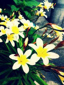 白い花 白い花の写真