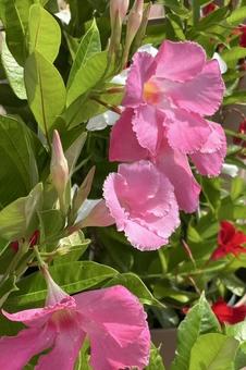 サンパラレルの花 サンパラレルの花の写真