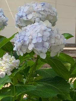 紫陽花_白02の写真