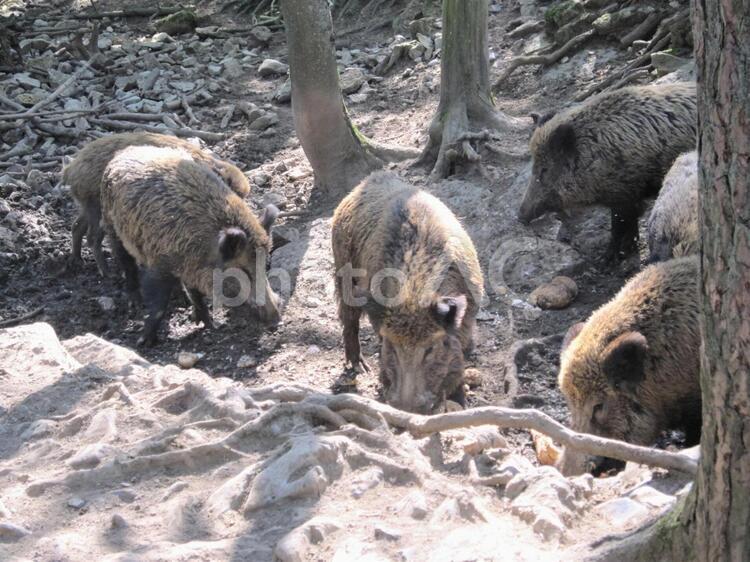 動物園のイノシシ 海外,外国,ヨーロッパの写真素材