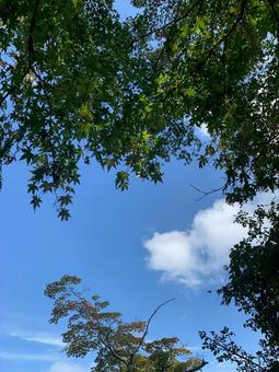 見晴らし台からの 青空 見晴らし台,青空,いちょうの写真素材