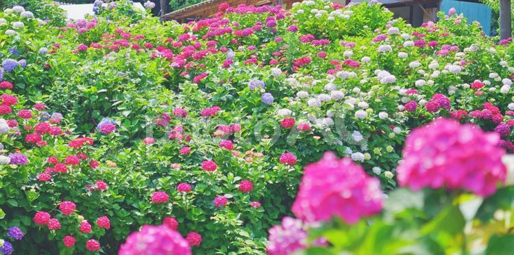 カラフルでかわいい色合いのあじさい園 あじさい,紫陽花,アジサイの写真素材