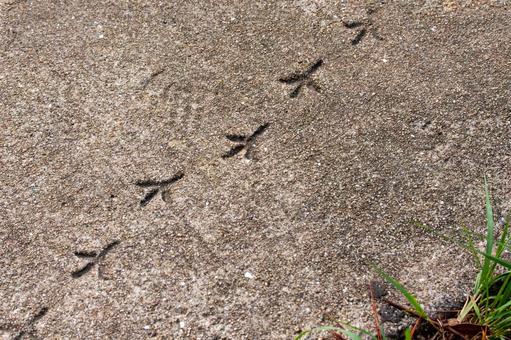 鳥の足跡 鳥の足跡 足跡,鳥,モルタルの写真素材