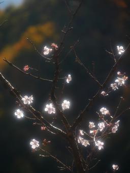 背景に合う冬桜のアップ 背景に合う冬桜のアップの写真