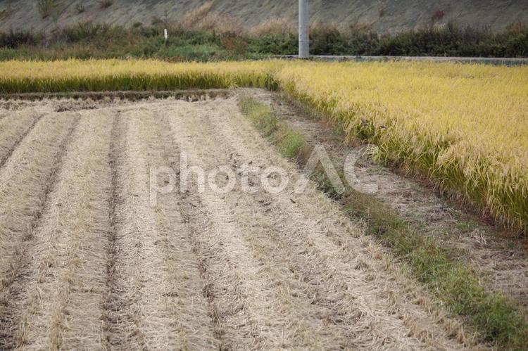 すずめのお米バイキング　２ 田んぼ,収穫,秋の写真素材