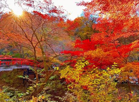 伊香保温泉の秋の紅葉の風景写真素材2 紅葉,秋,橋の写真素材