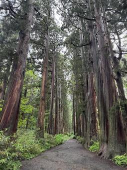 戸隠神社の森の写真