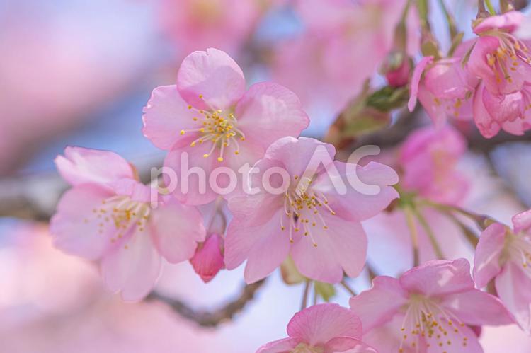 権現堂の河津桜 さくら,河津桜,ピンクの写真素材