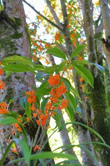 キンモクセイ　花 キンモクセイ,金木犀,木の写真素材
