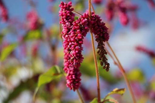 赤いオオケダケの花のアップ 赤いオオケダケの花のアップの写真