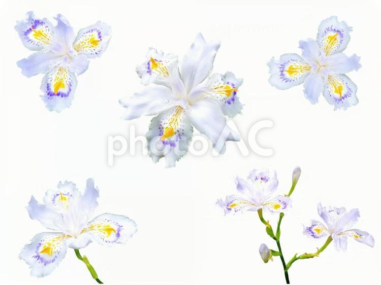シャガの切り抜き　PSD シャガ,psd,切り抜きの写真素材