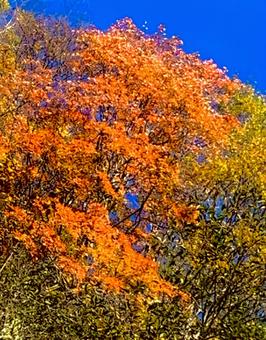 紅葉@008 紅葉@008の写真