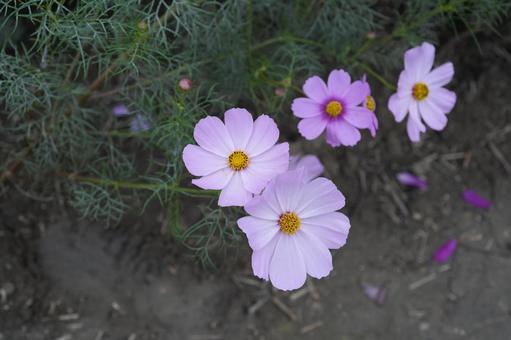 コスモス（安城市赤松町）の写真