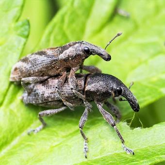 ハスジカツオゾウムシ ハスジカツオゾウムシ,ゾウムシ,昆虫の写真素材