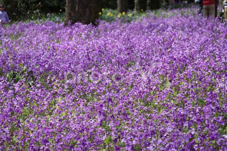 満開の紫の花びらのムラサキハナナの花畑 満開,紫,花びらの写真素材