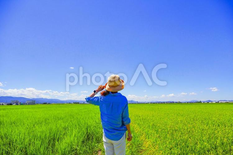 田園風景と女性の後ろ姿 青空,女性,人物の写真素材