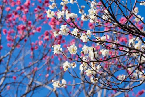 梅の花 梅の花,梅,春素材の写真素材