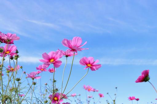 コスモスの花 秋の風物詩 コスモスの花 秋の風物詩 コスモス,秋,コスモス畑の写真素材