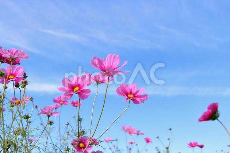 コスモスの花　秋の風物詩 コスモス,秋,コスモス畑の写真素材