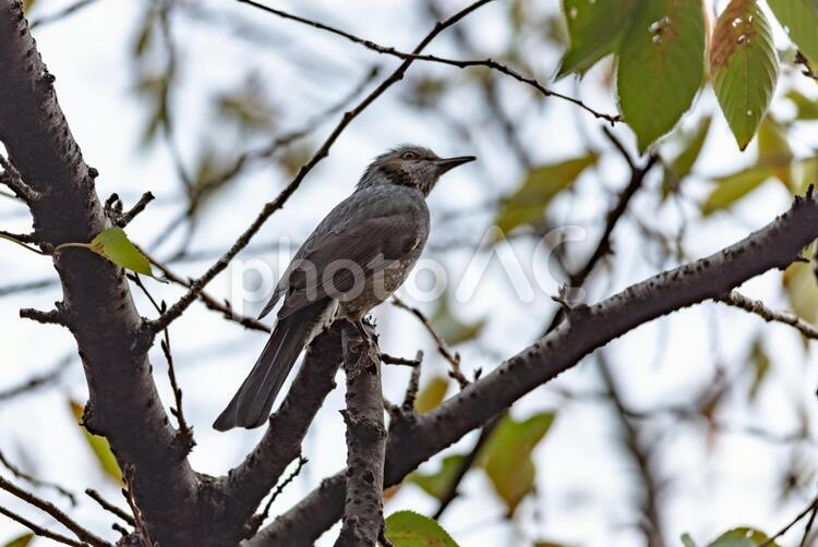 空を見上げるヒヨドリ アップ,動物,野鳥の写真素材