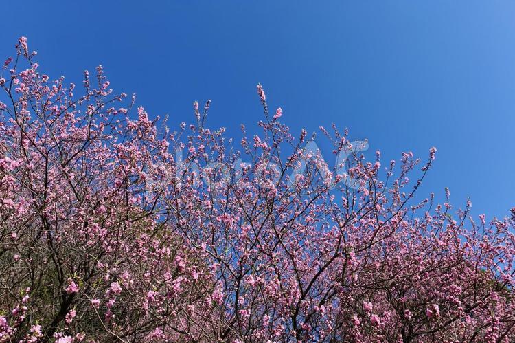 四季の森公園の３月, 五分咲き程度の桜 横浜,桜,四季の森公園の写真素材