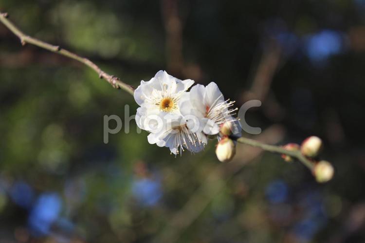 かわいい梅の花　白梅 梅,冬,春の写真素材