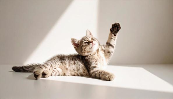 伸びをするかわいい子猫 伸びをするかわいい子猫の写真