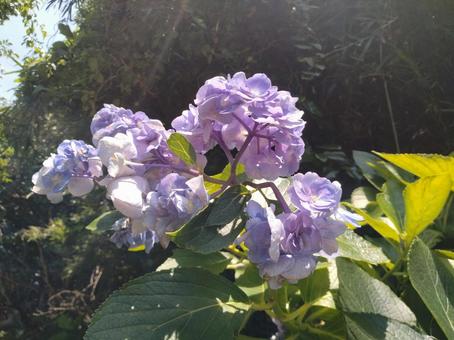 紫陽花329 紫陽花329の写真