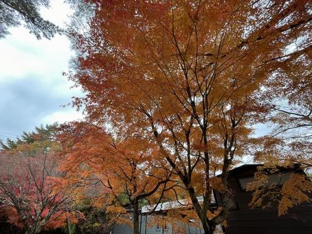 紅葉の紅葉 景色,紅葉,秋の写真素材