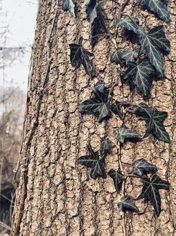 Ivy on wood, JPG