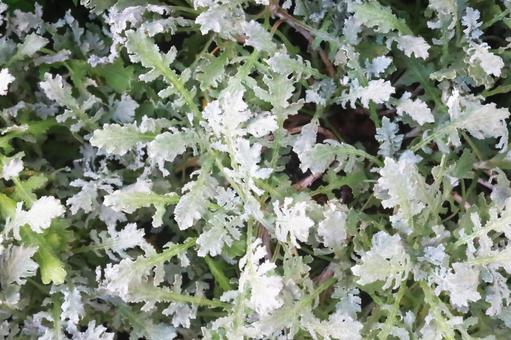 シルバーリーフ シルバーリーフ シルバーリーフ,自然,ホワイトの写真素材