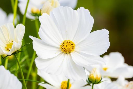 コスモス(54) コスモス(54) 花,コスモス,アキザクラの写真素材