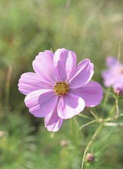 Close-up of cosmos, JPG