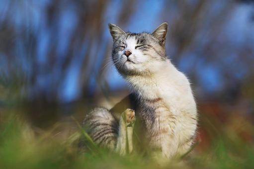 ペットの猫 ペットの猫 猫,にゃんこ,ペットの写真素材