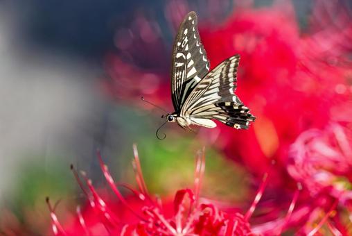 彼岸花の周りを飛ぶナミアゲハ 彼岸花の周りを飛ぶナミアゲハの写真