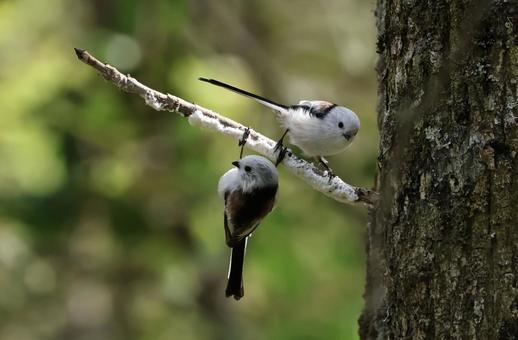 シマエナガ シマエナガ しまえなが,北海道,野鳥の写真素材