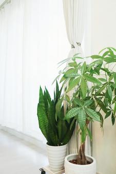 窓辺の観葉植物 窓辺の観葉植物 観葉植物,グリーン,植物の写真素材