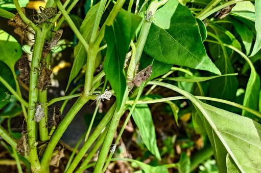 野菜の害虫 カメムシ 野菜の害虫 カメムシ カメムシ,ホオズキカメムシ,葉の写真素材