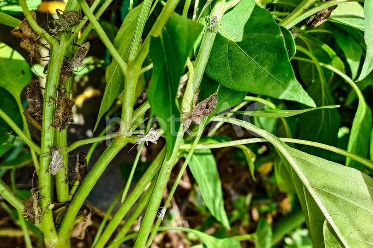 野菜の害虫　カメムシ カメムシ,ホオズキカメムシ,葉の写真素材